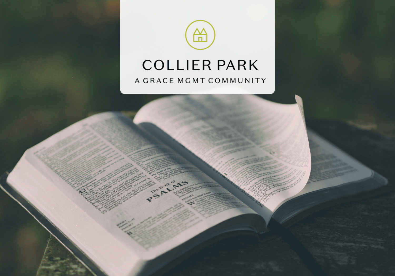 Collier Park - SHINE - Collier Park